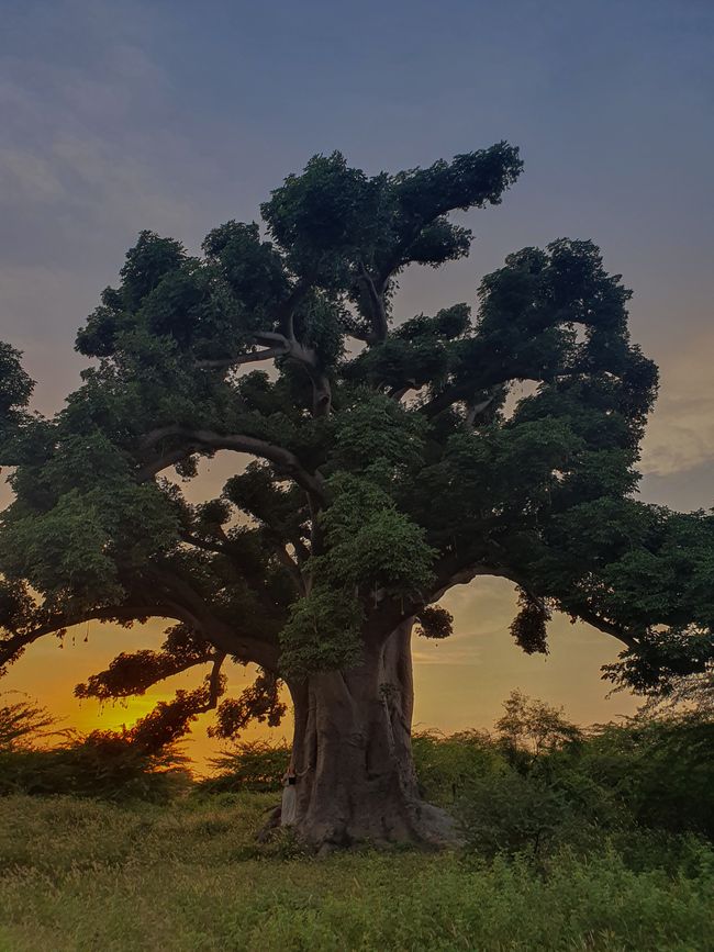 The sacred baobab
