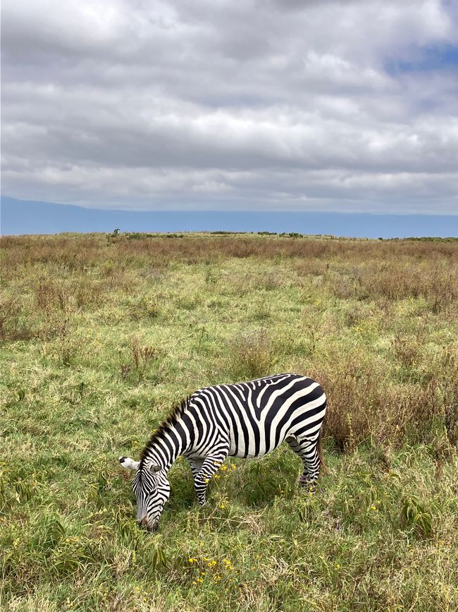 Il Cratere di Ngorongoro