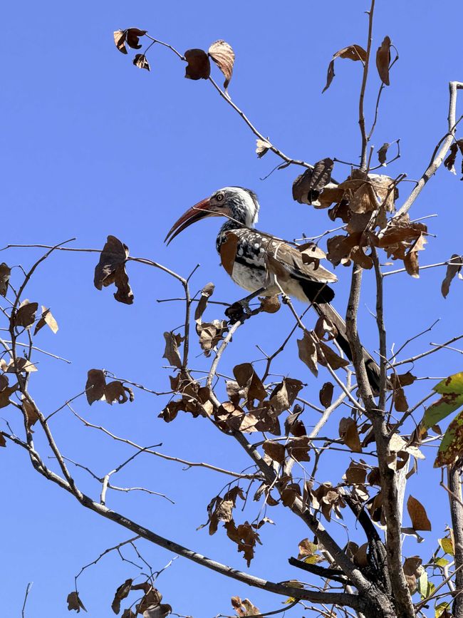 Vom Chobe zum Okavango