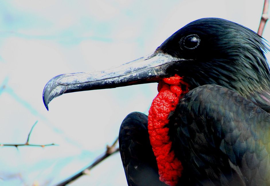 Porträt eines Fregattenvogel oder auch Frachtvogel genannt.