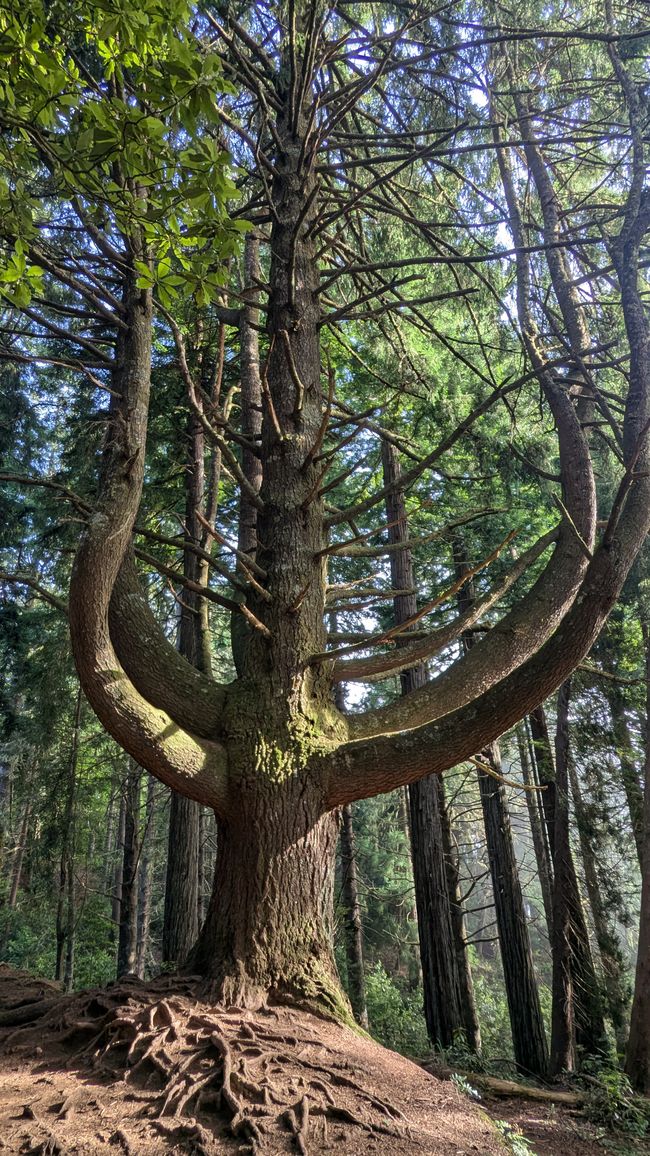 PR9 Levada do Caldeirão Verde 