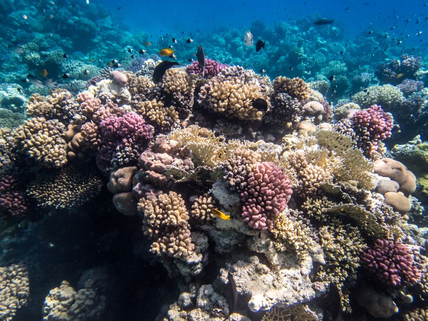 Plongée en apnée dans la Makadi Bay