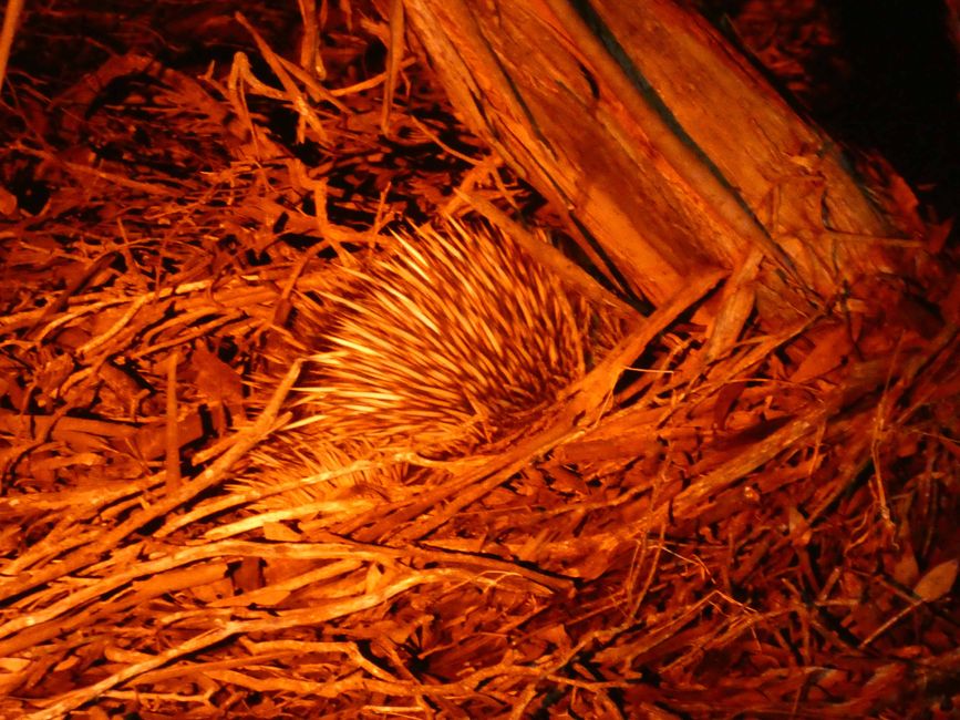 Ameisenigel oder Schnabeligel (Tachyglossus aculeatus)