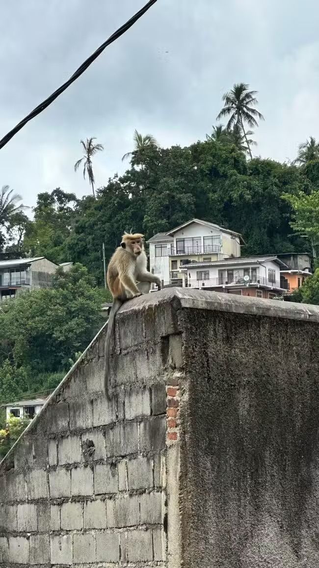 Partire per lo Sri Lanka