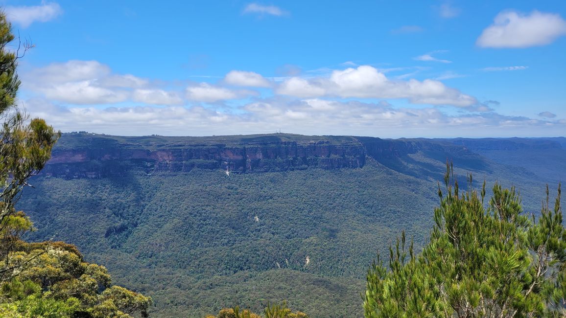 Blue Mountains – Eukalyptusbäume locken nicht nur Koalas an