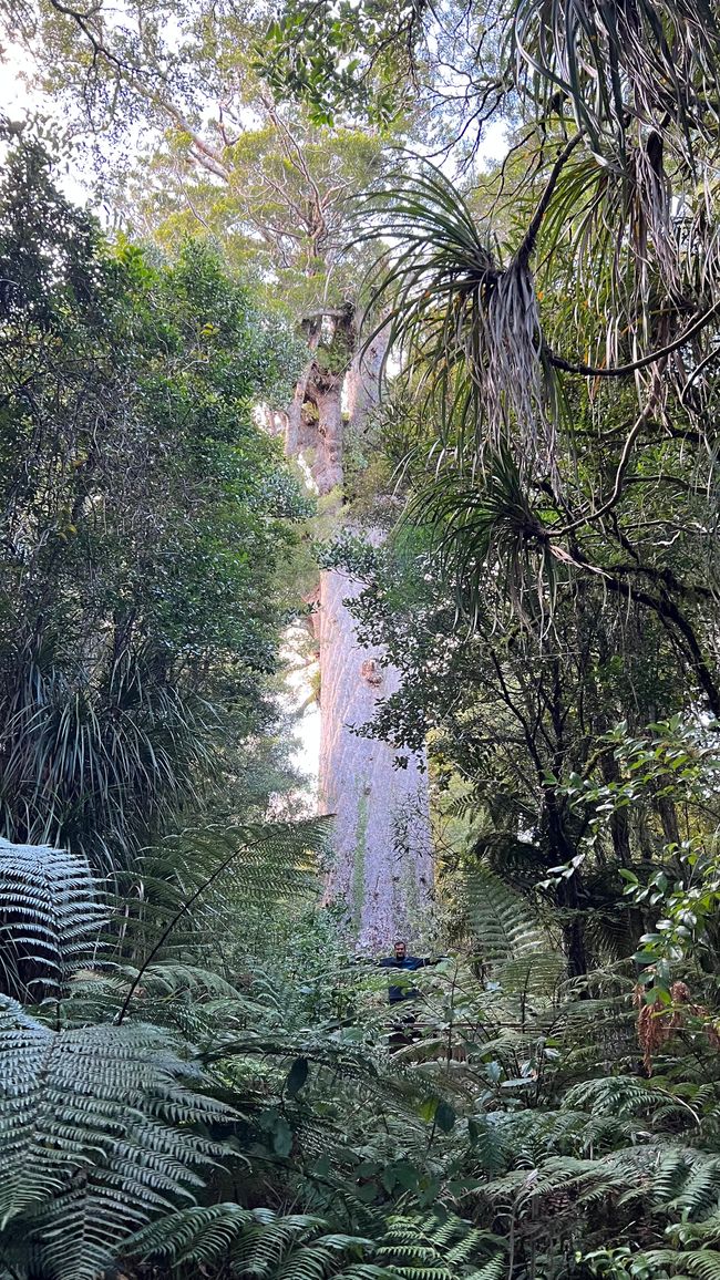 Tane Mahuta