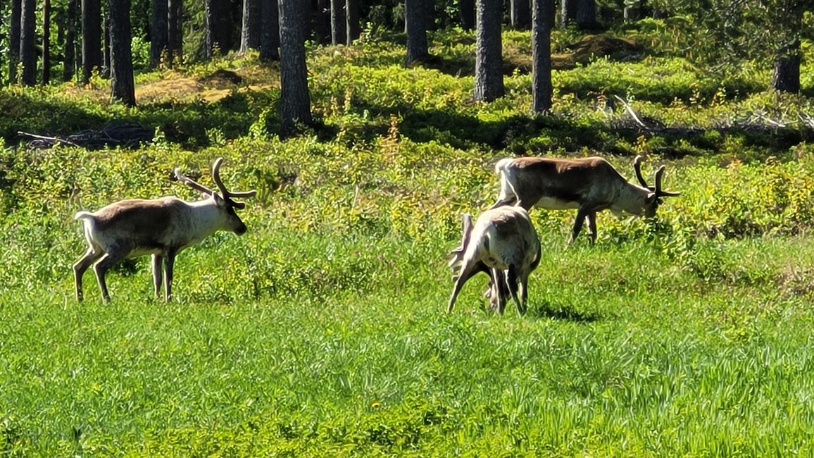 Finnland 31.Mai-14.Juni 2024/5.Juni