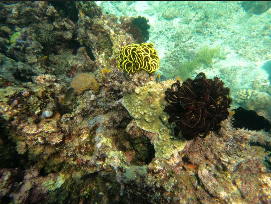 Pulau Papan and the Jellyfish Lake