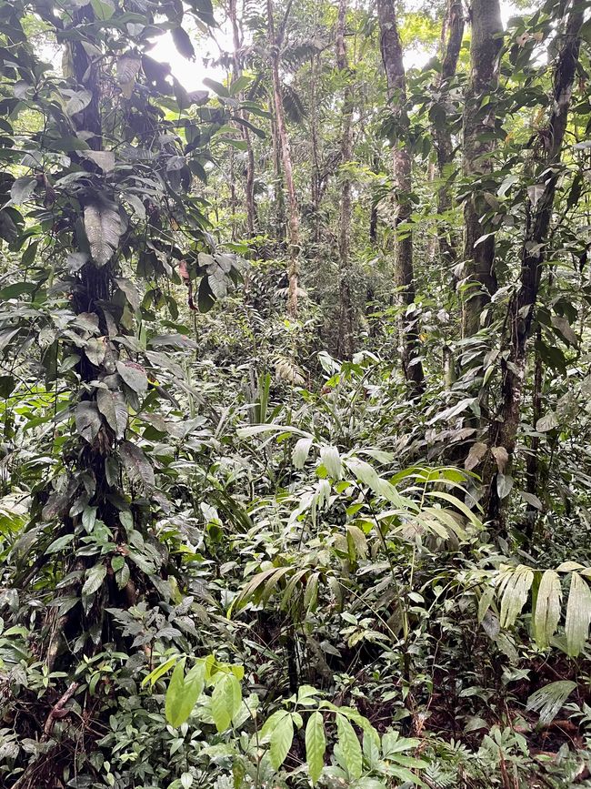 Arakari Ecolodge - Tief im Regenwald von Costa Rica