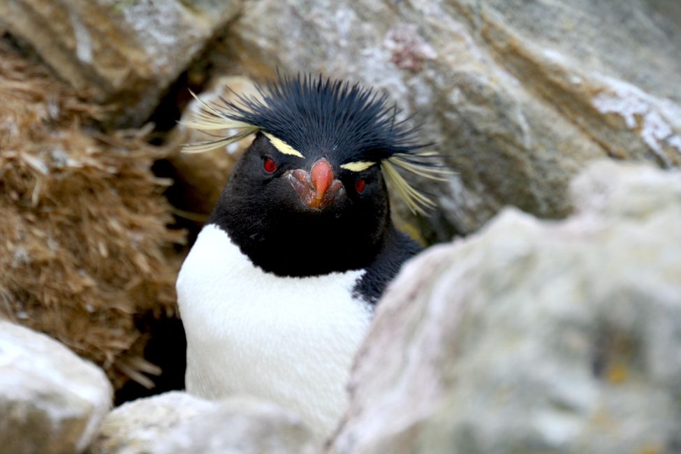Pingouin sauteur, le pingouin de roche est assez joyeux