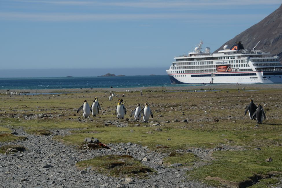 Königspinguine / King penguins