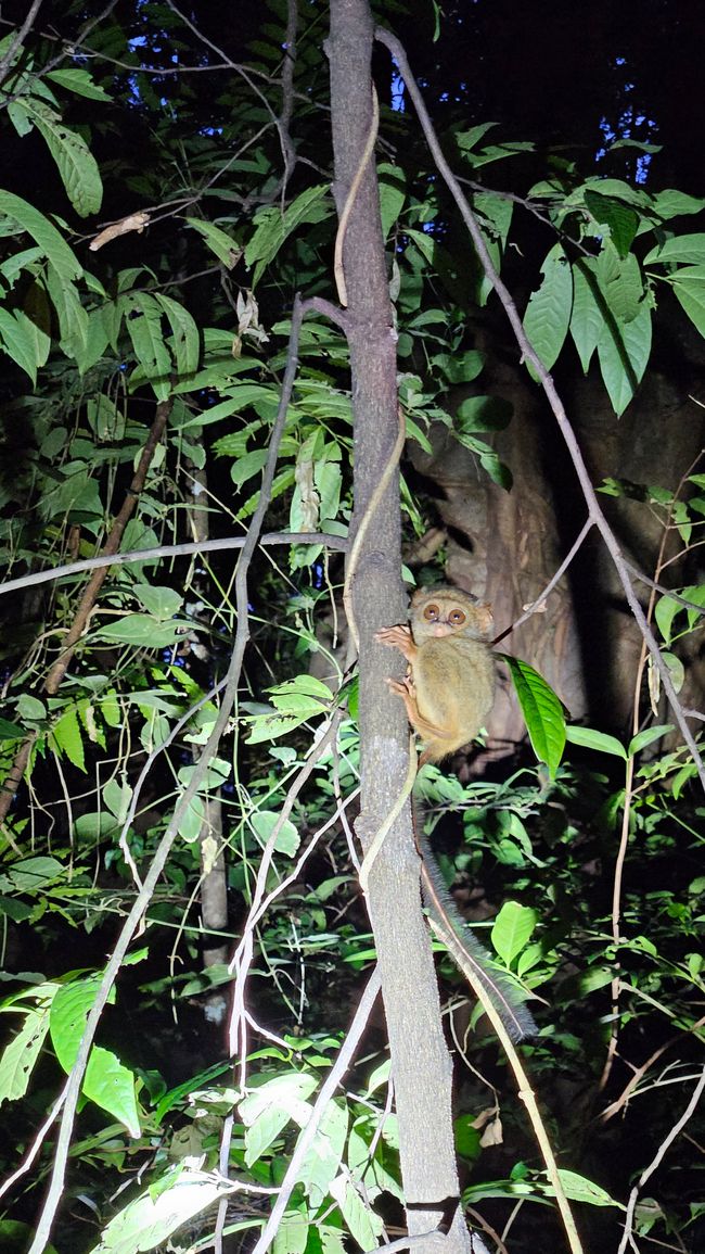 Tangkoko Nationalpark