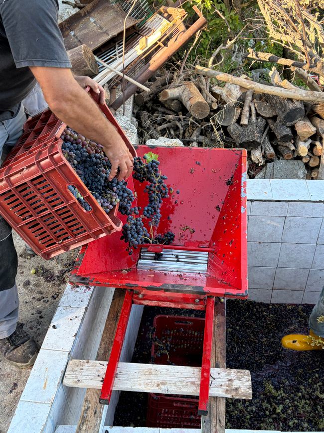 Φτιάξε κρασί (Wein machen)