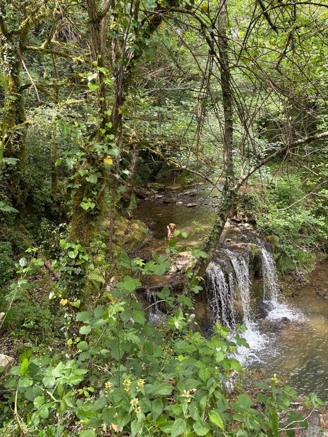 Winnie nell'acqua