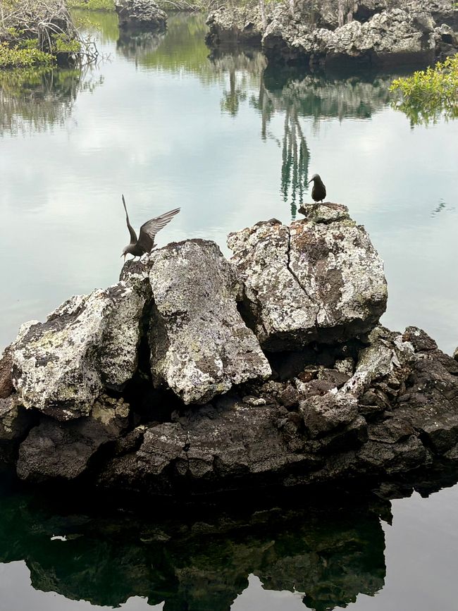 Isabela (Galápagos)