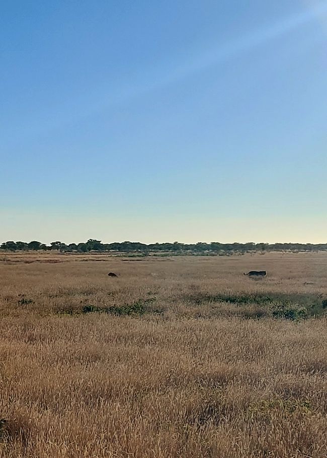 Im Etosha Nationalpark