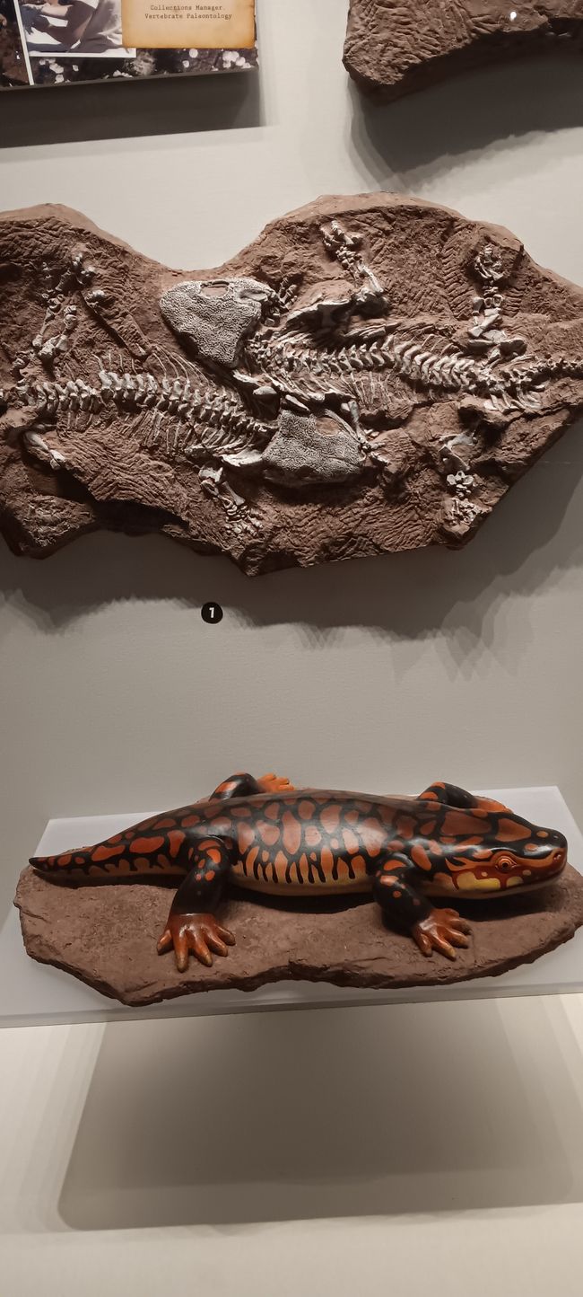 Museum of Natural History I