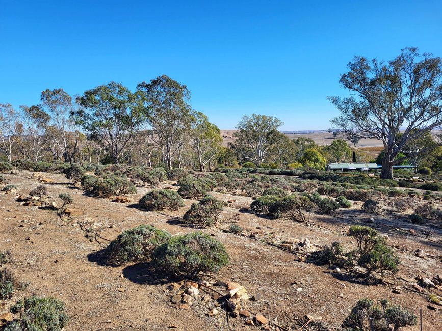 Tanunda, Barossa Valley