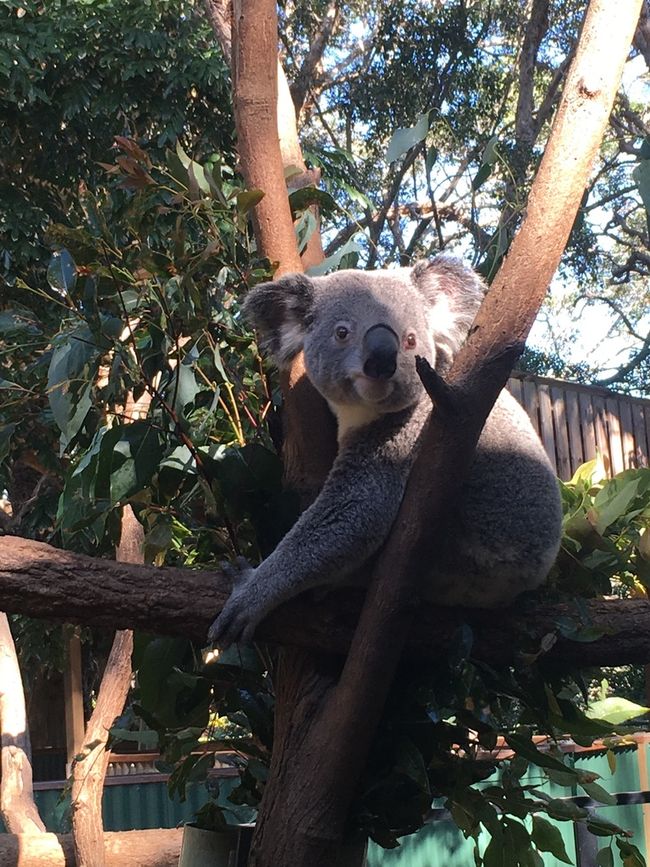 Sunshine Coast and Brisbane