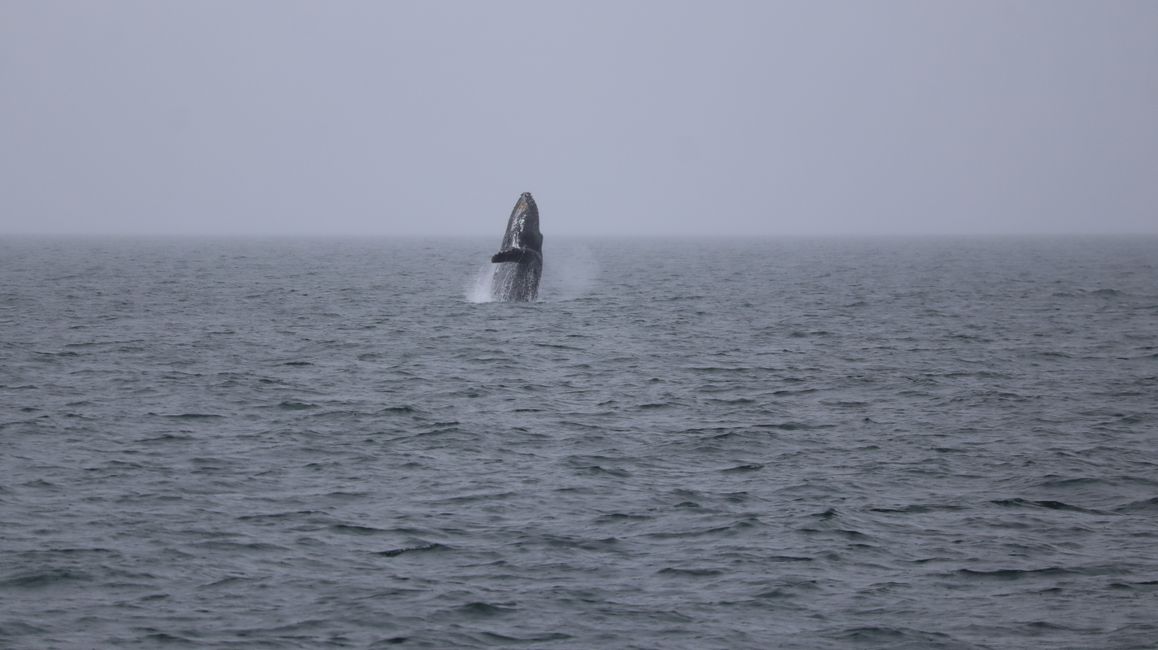Baleine à bosse