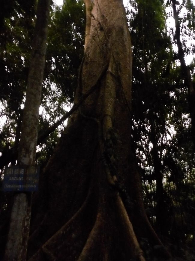 Un des grands arbres