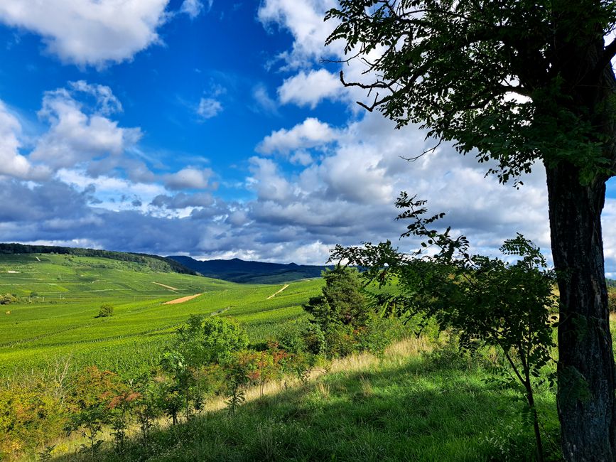 Blick vom Bollenberg