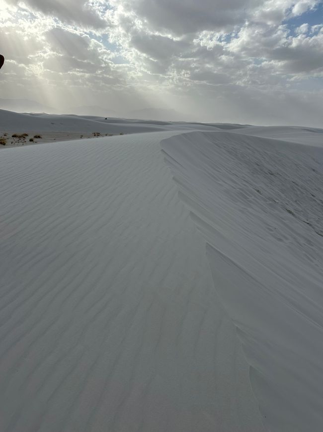 Arizona/ New Mexico/ Petrified Forest/ White Sands