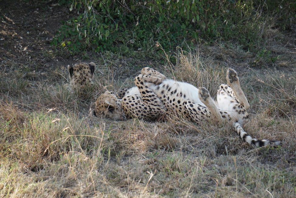 Masai Mara - La grande avvistamento di animali
