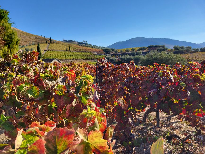 Quinta da Roeda