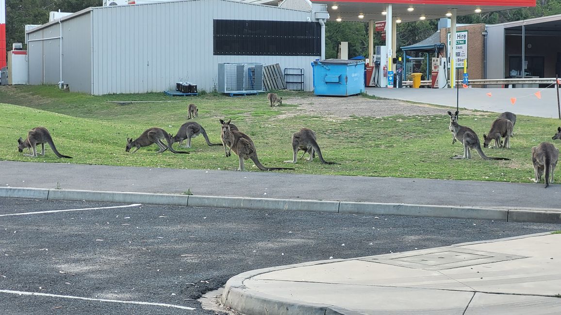 Halls Gap – Meet the Wildlife im Vorgarten