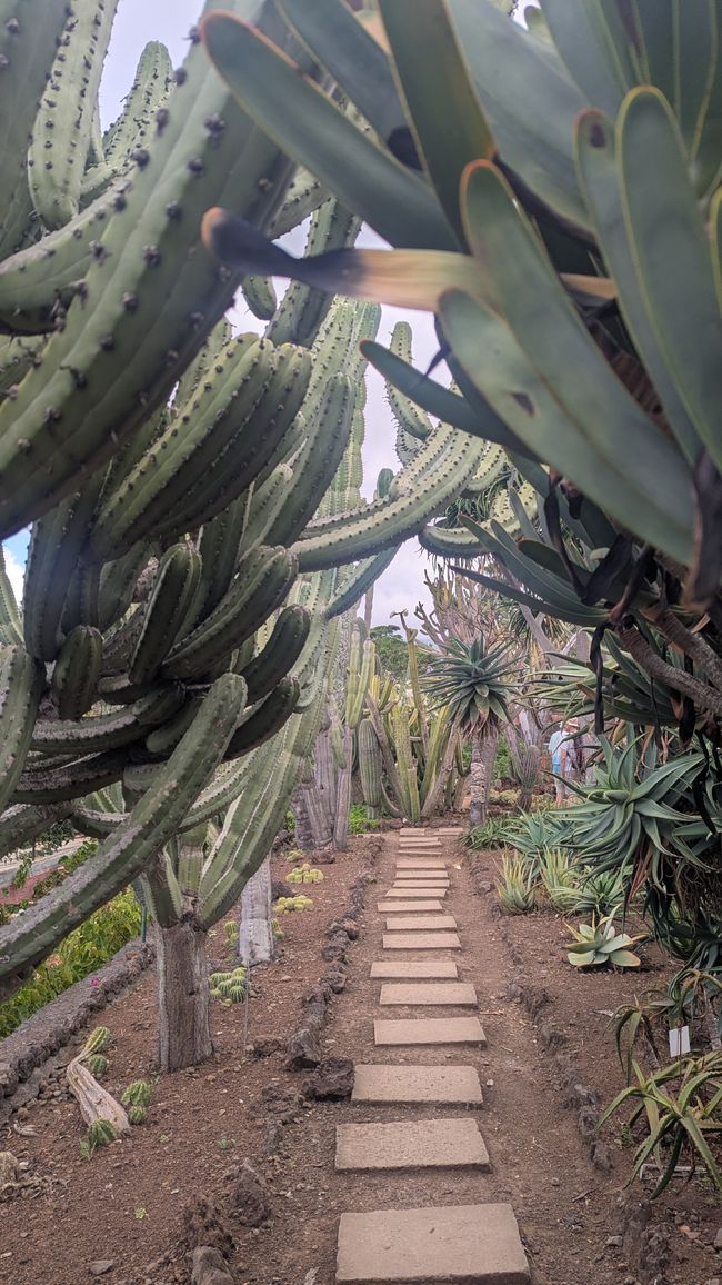 Tag 9: Funchal - mit einer rasanten Schlittenfahrt