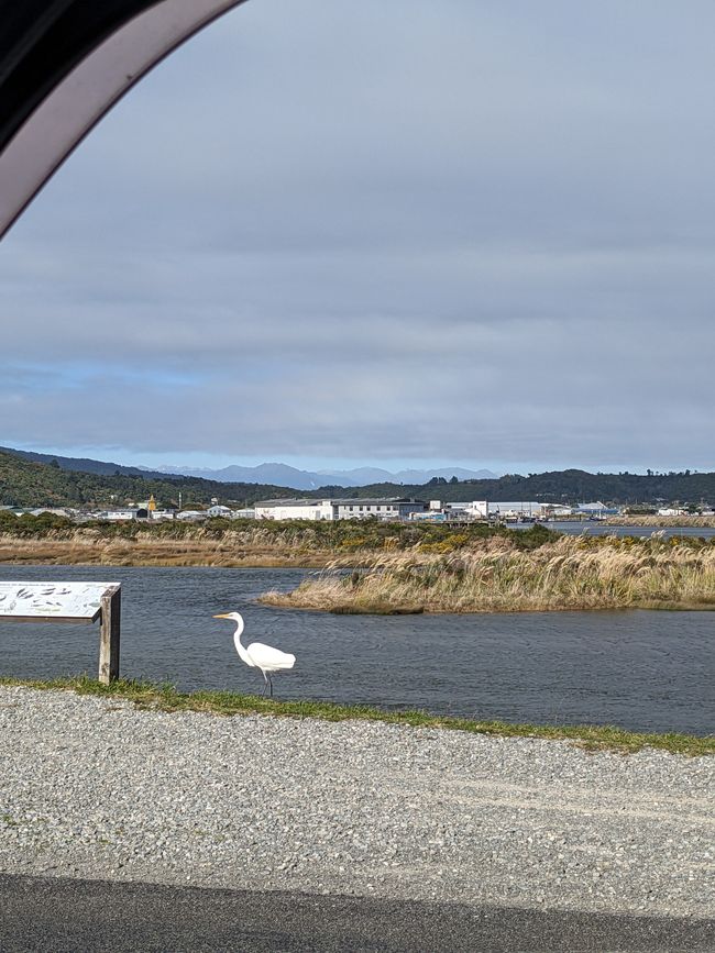A white heron who is rare in NZ.