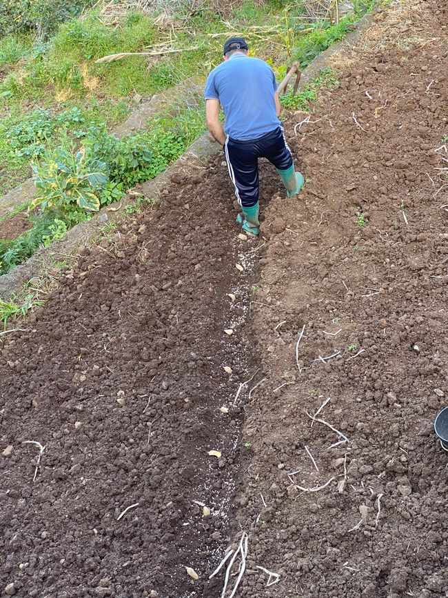 Kleinbauer pflanzt Süßkartoffeln