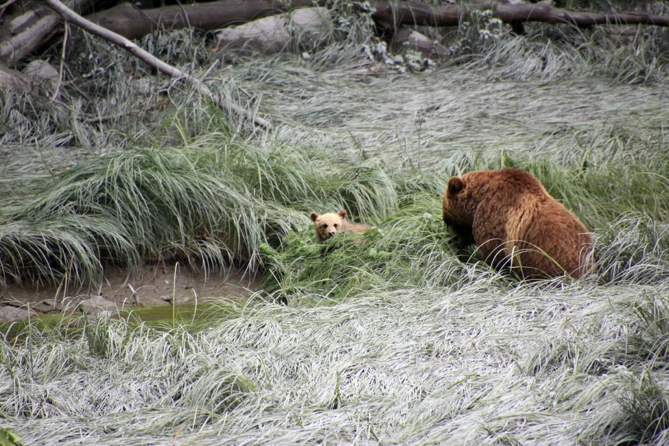 Tag 15: Stewart/Hyder - Grizzlies & (k)ein Salmon Glacier