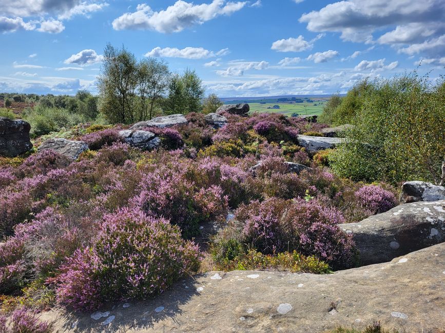 Brimham Rocks