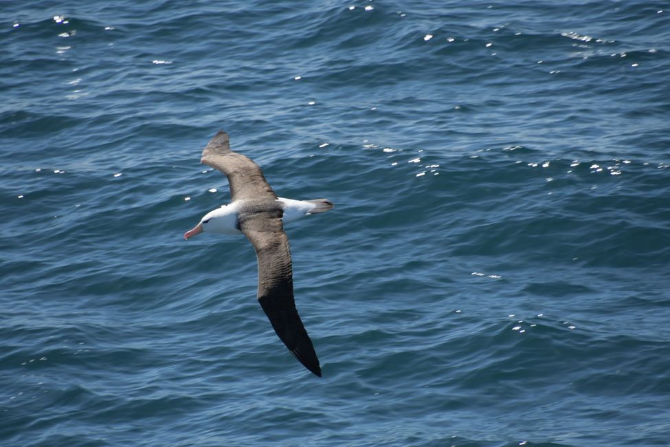 Schwarbrauen-Albatros / Black-browed albatros