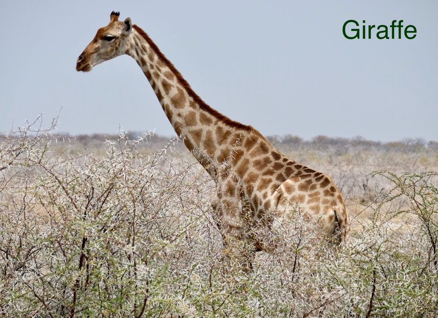 Etosha - wir sind da!