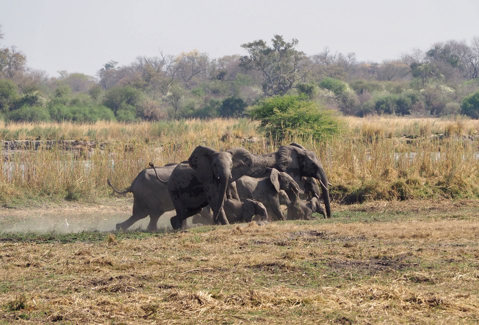 Safari pur-das Abenteuer beginnt