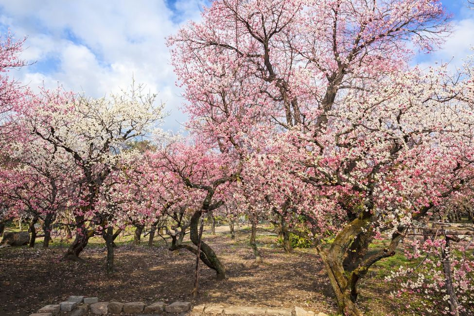 C'est à quoi cela ressemble selon ChatGPT avec des fleurs de prunier