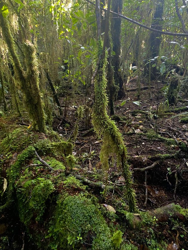 Verso Karamea