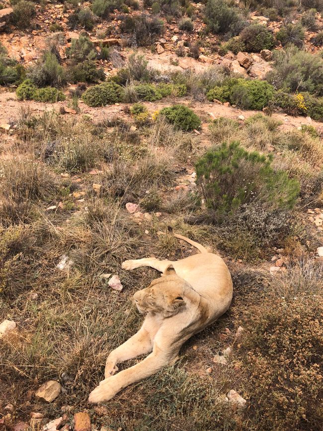 #3 - Ciudad del Cabo - Safari - Los Grandes Cinco