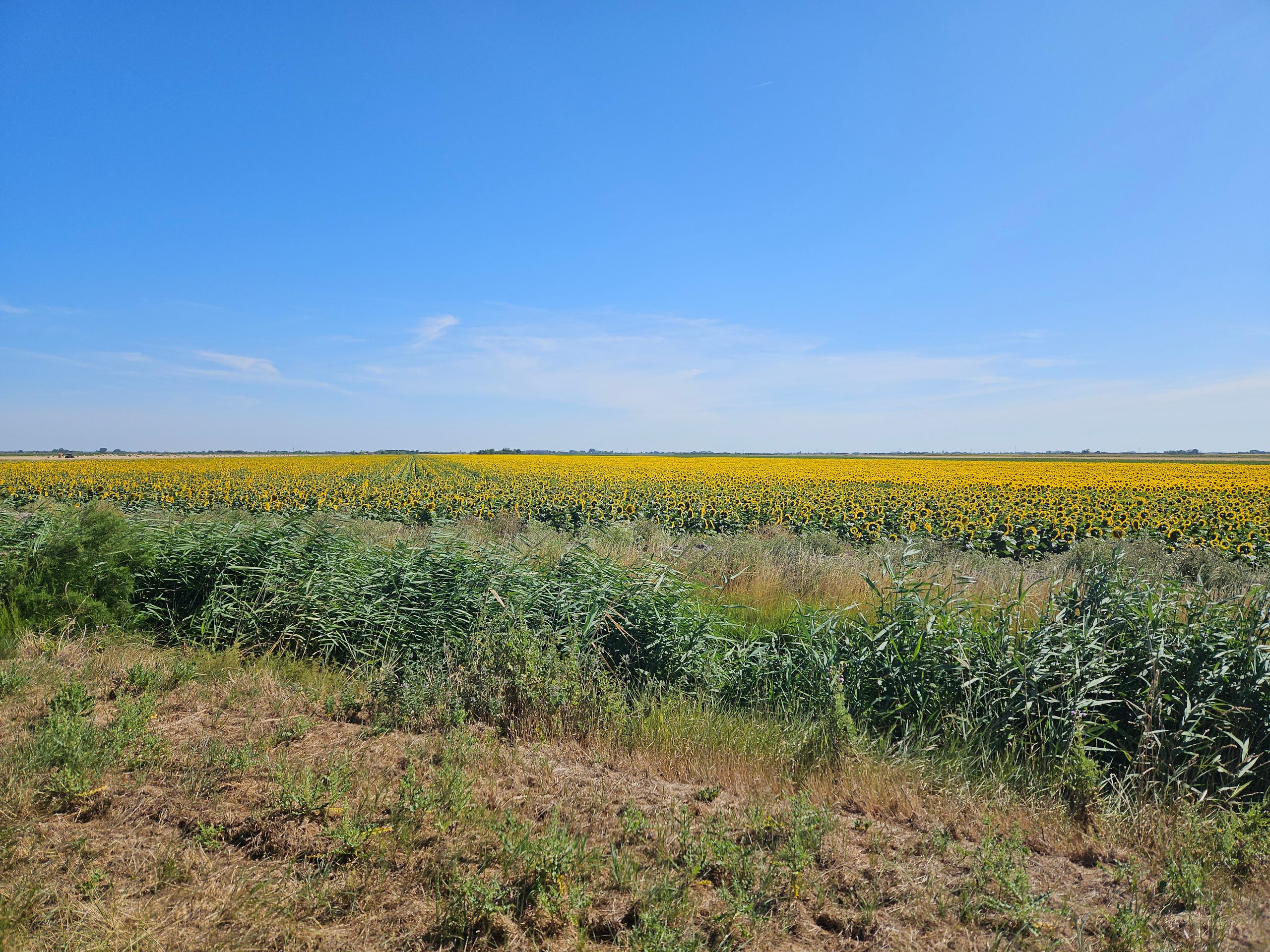 Champs de tournesols à Champagné-les-Marais