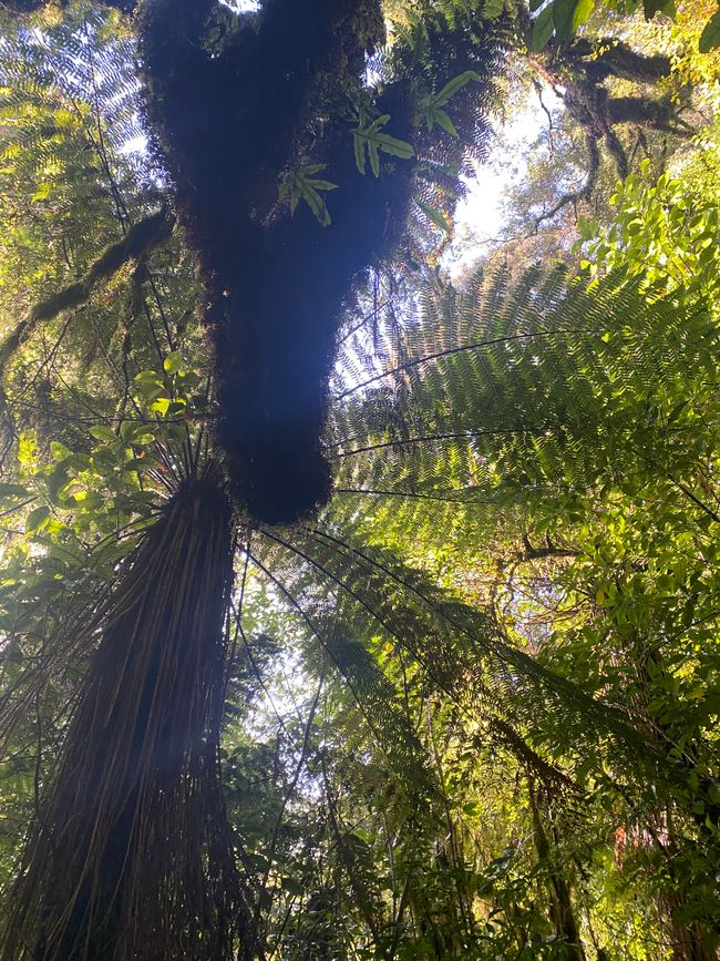 Verso Karamea