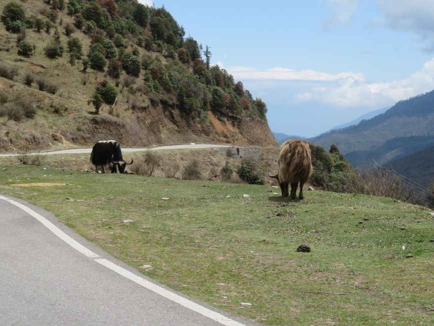Yaks, bzw. Ya(h)s für Bhutaner*innen