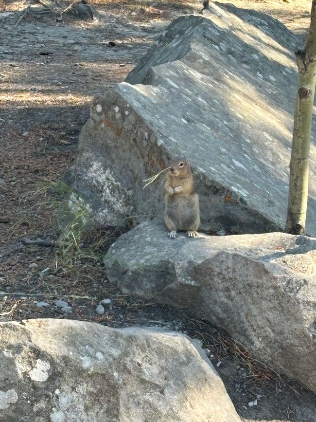 Hörnchen am Lake Minnewanka