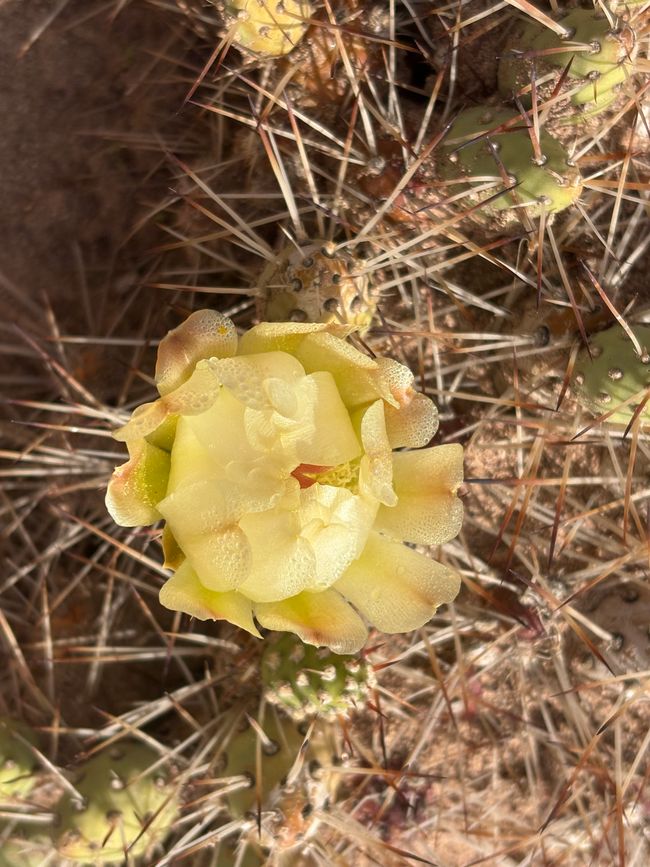 Fiore di cactus