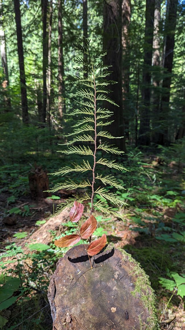 Lupin Falls Trail