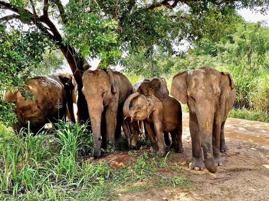 Hurulu Eco Park