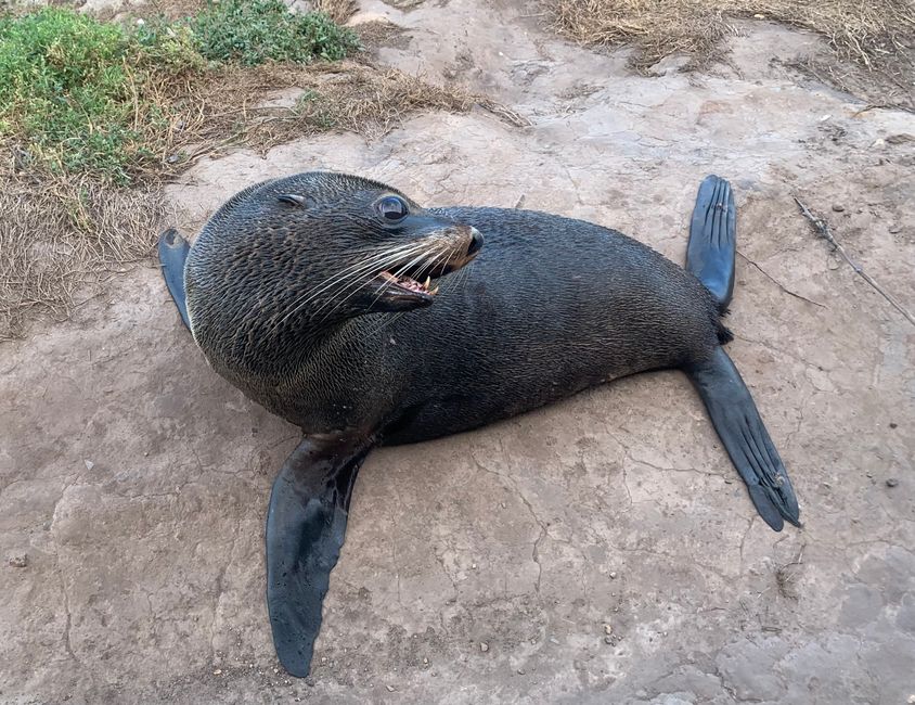 Dunedin and Taiaroa Head