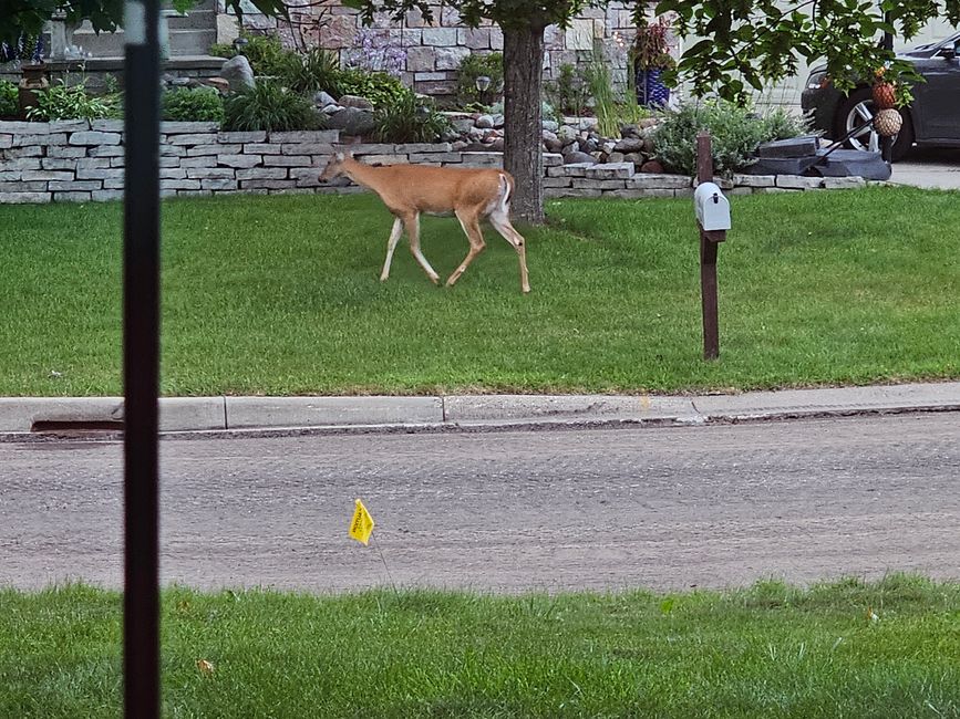Mama deer stomped through the front yard...